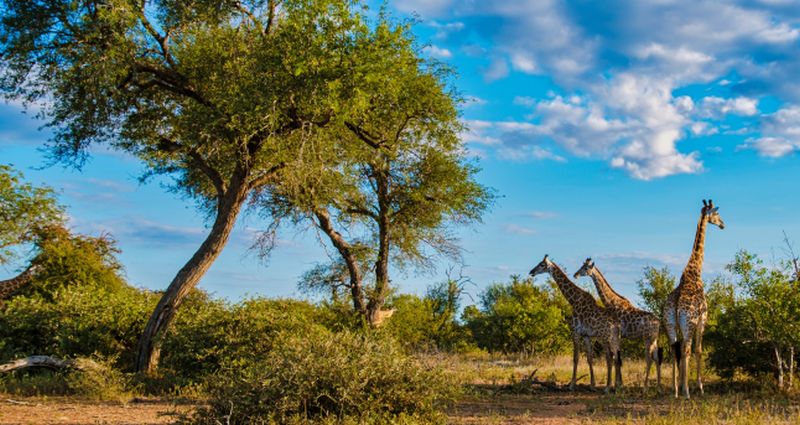 Savanna